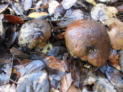 Aureoboletus citriniporus