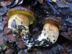 Aureoboletus citriniporus