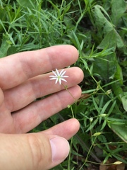 Stellaria graminea
