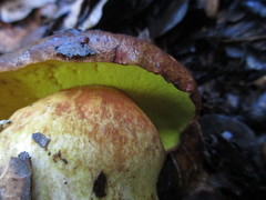 Aureoboletus citriniporus