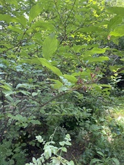 Syringa × henryi