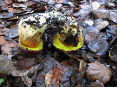 Aureoboletus citriniporus