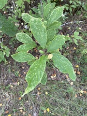 Syringa × henryi