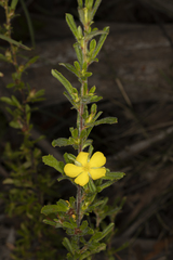 Hibbertia acuminata