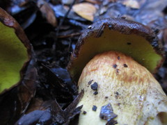 Aureoboletus citriniporus