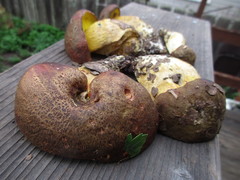 Aureoboletus citriniporus