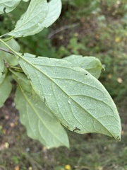Syringa × henryi