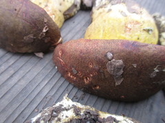 Aureoboletus citriniporus