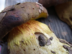 Aureoboletus citriniporus