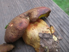 Aureoboletus citriniporus