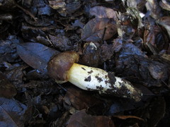 Aureoboletus citriniporus