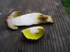 Aureoboletus citriniporus