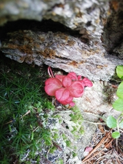 Exobasidium splendidum