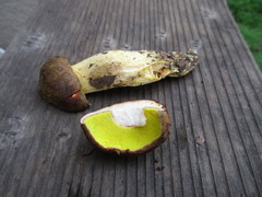 Aureoboletus citriniporus