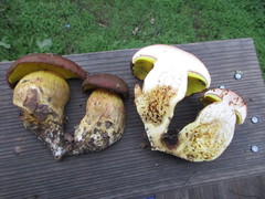 Aureoboletus citriniporus