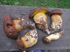 Aureoboletus citriniporus