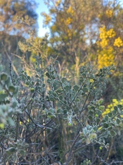Acacia rhetinocarpa
