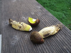 Aureoboletus citriniporus