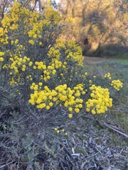 Acacia rhetinocarpa