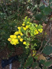 Berberis pinnata