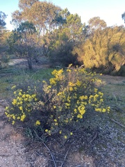 Acacia rhetinocarpa