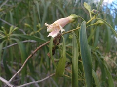 Eremophila bignoniiflora