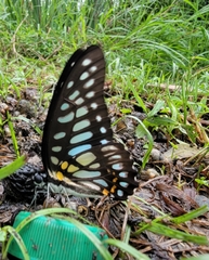 Graphium chironides