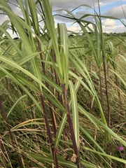 Miscanthus × longiberbis