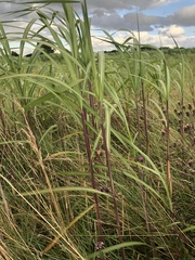 Miscanthus × longiberbis