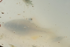 Rhodeus sinensis