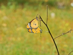 Danaus chrysippus