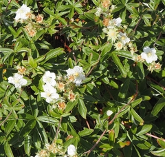 Potentilla alchimilloides