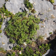 Potentilla alchimilloides