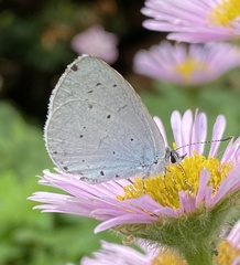 Celastrina argiolus