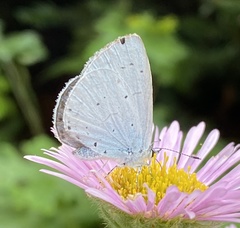 Celastrina argiolus