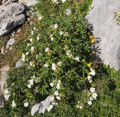 Potentilla alchimilloides