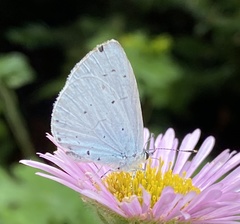 Celastrina argiolus