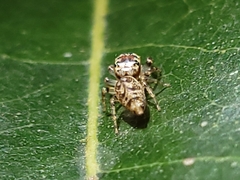 Opisthoncus barbipalpis