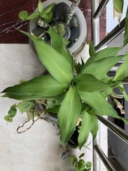 Phyllostachys heteroclada