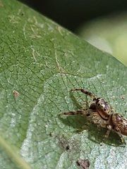 Opisthoncus barbipalpis