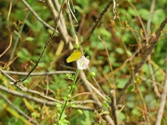 Eurema hecabe