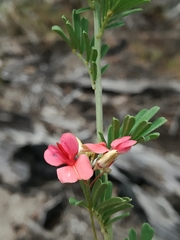 Indigofera verrucosa