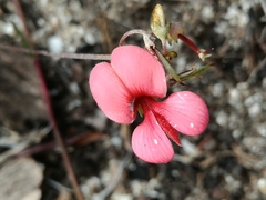 Indigofera verrucosa
