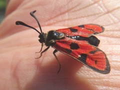 Zygaena hilaris