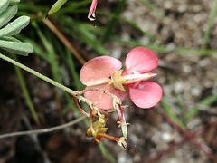 Indigofera verrucosa