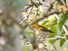 Dicaeum chrysorrheum