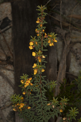 Pultenaea alea
