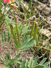 Indigofera verrucosa