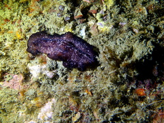 Pseudoceros maximus