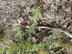 Indigofera verrucosa